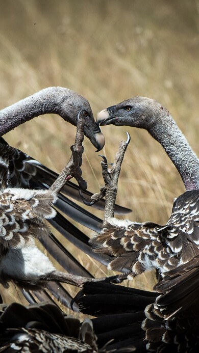 Vulture in Kenya