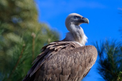 Vulture Sitting On Tree Stump