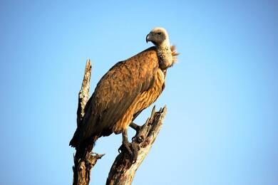 Vulture Standing on Tree