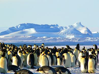 Waddle of Penguins on Ice Photo