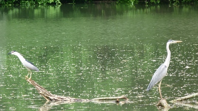 Water Birds in Poultry Timber River 4K 3840x2160 Wallpaper