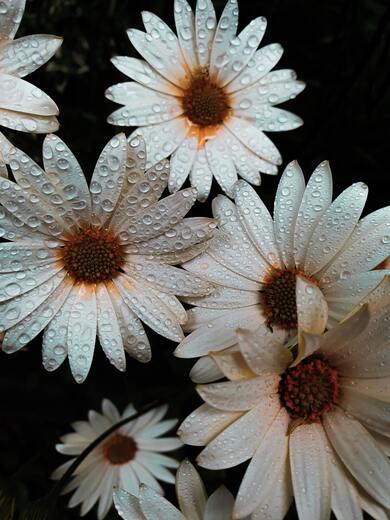 Water Drop on Flower