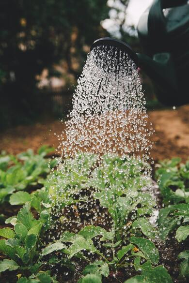 Water Drop on Leaf