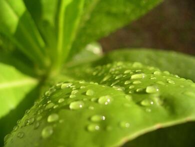 Water Droplets on Leave Macro Picture