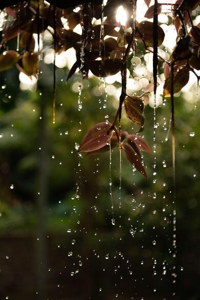 Water Drops from Leaves