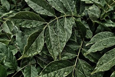 Water Drops on Leaves