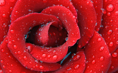 Water Drops on Red Rose Desktop Background