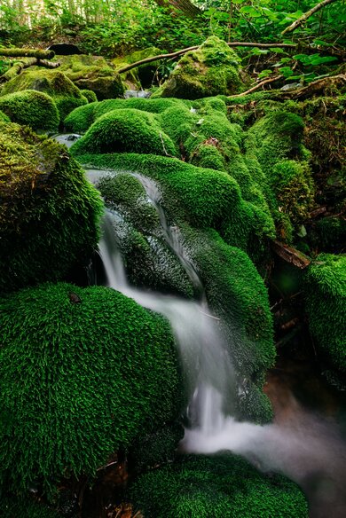 Water Flows Down Mossy Rocks