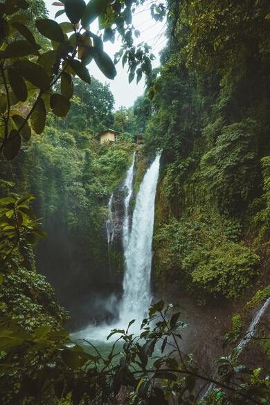 Waterfalls Surrounded by Green Leafed Plants Mobile Wallpaper