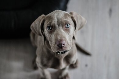 Weimaraner Dog Image