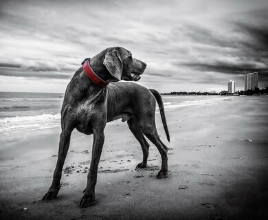 Weimaraner Dog Photo