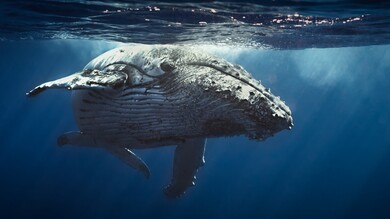 Whale Fish Underwater