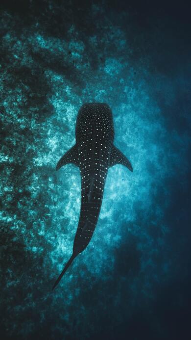 Whale Shark in Sea