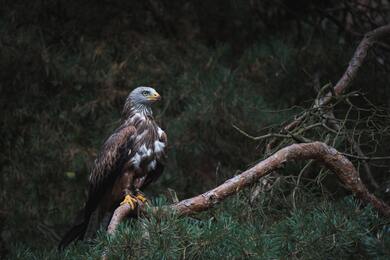 White and Brown Bald Eagle on Branch Photo