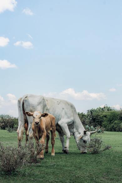 White And Brown Cow on Green Grass Field