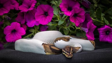 White and Gold Python 4K