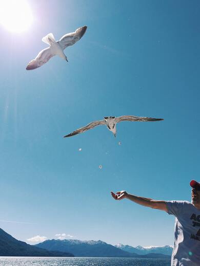 White and Grey Birds Flying on Sky