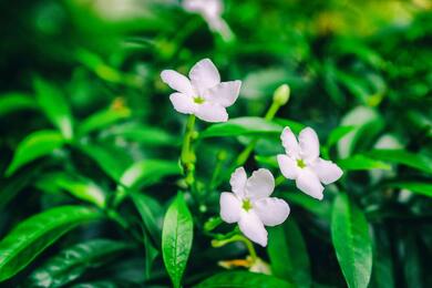 White Beautiful Flowers in Plant