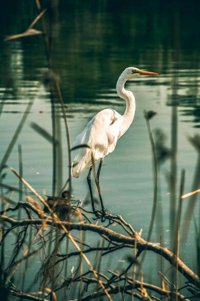 White Bird in Lake