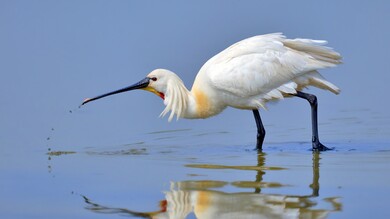 White Bird Spoonbill Wallpaper