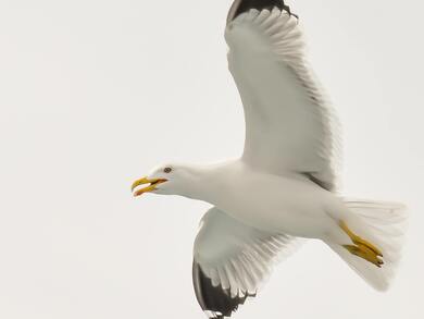 White Birds Flying Sky