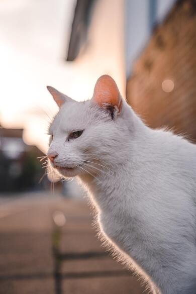 White Cat Image Download