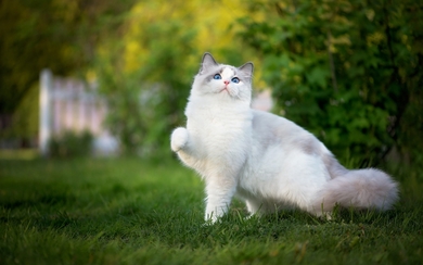 White Cat in Grass Wallpaper