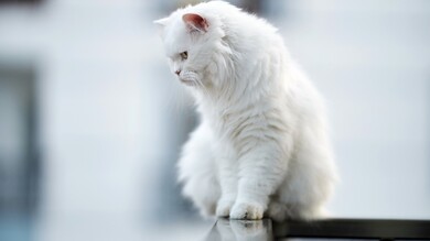 White Cat Looking Down 8K
