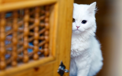 White Cat Near Door HD Wallpaper