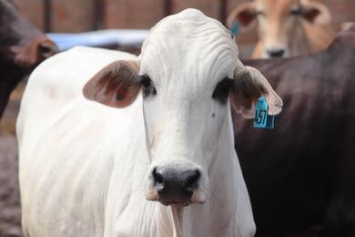 White Cattle Close Up Photo