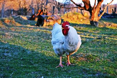 White Chicken 4K Wallpaper