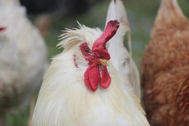 White Chicken Bird Close Up 5K Photo