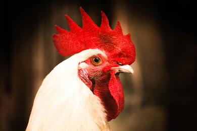 White Chicken Close Up 5K Photo