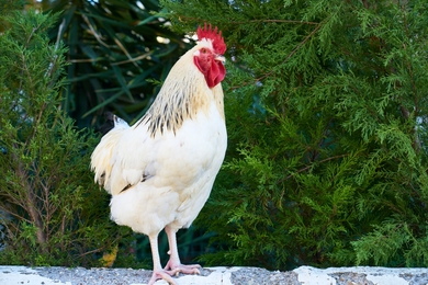 White Chicken Standing Near Tree