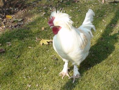 White Chicken