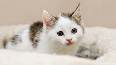 White Cute Cat 4K 3840x2160 Wallpaper