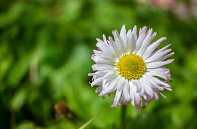 White Daisy Flower Background Wallpaper