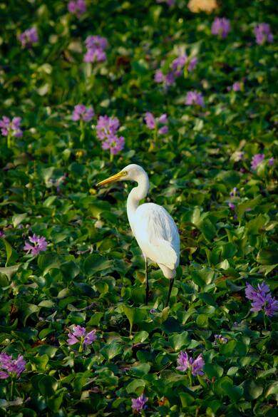 White Eastern Great Egret Bird Mobile Photo