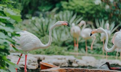 White Flamingo Standing Near River 4K Image
