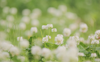 White Flower Bokeh Background Image