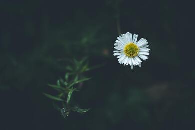 White Flower Portrait HD Pic