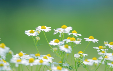 White Flowers HD Wallpaper