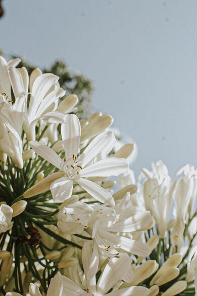 White Flowers Under Blue Sky