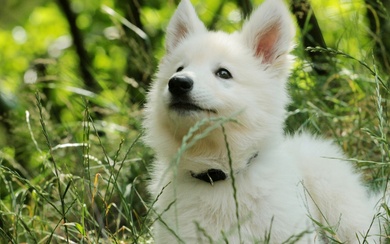 White Fluffy Samoyed Dog Roaming in The Forest