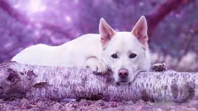 White German Shepherd Dog 4K Photo