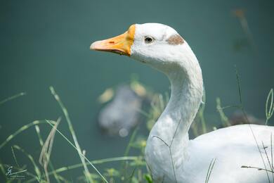 White Goose 5K Photography