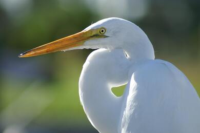 White Great Egret Crane Bird