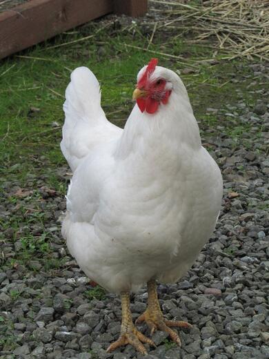 White Hen Roaming