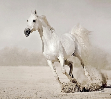 White Horse Running Pic