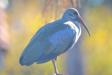 White Ibis Bird 5K Photography